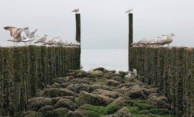 zoutelande_2009-06-14_034.jpg