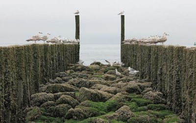 zoutelande_2009-06-14_035.jpg