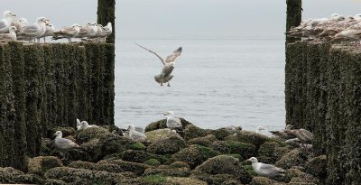 zoutelande_2009-06-14_038.jpg