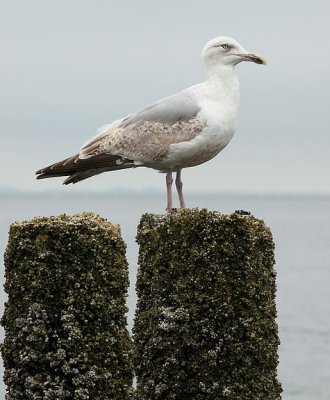 zoutelande_2009-06-14_044.jpg