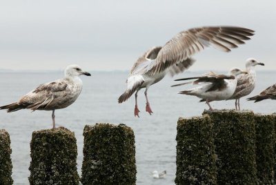 zoutelande_2009-06-14_045.jpg