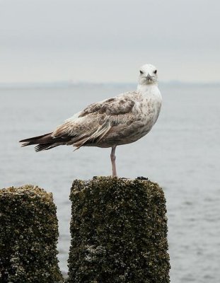 zoutelande_2009-06-14_046.jpg