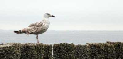 zoutelande_2009-06-14_054.jpg