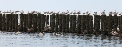 zoutelande_2009-06-14_107.jpg