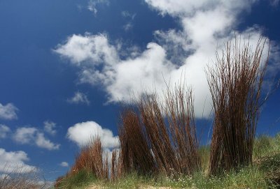 zoutelande_2009-06-16_020.jpg