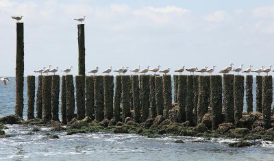 zoutelande_2009-06-16_085.jpg