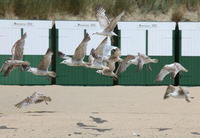 zoutelande_2009-06-16_123.jpg