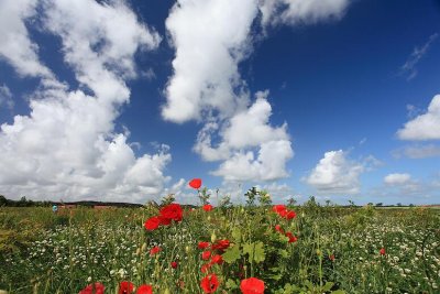 zoutelande_2009-06-19_025.jpg