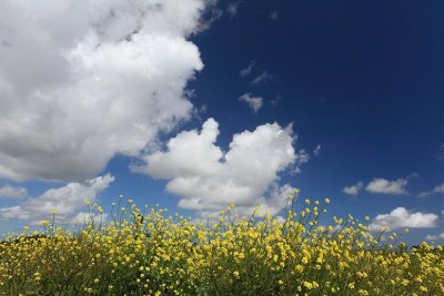 zoutelande_2009-06-19_052.jpg