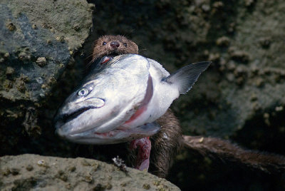 Mink with Fishead.jpg