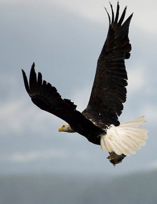 The Bears and Eagles of Telegraph Cove