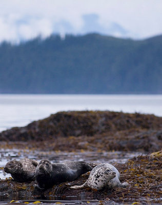 Harbour-Seals3.jpg
