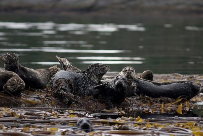 Harbour Seals1.jpg