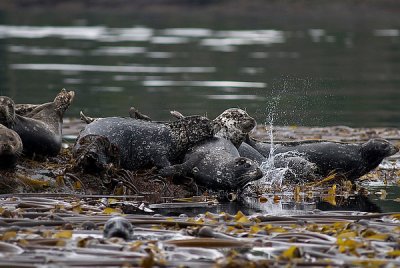 Harbour Seals 2.jpg