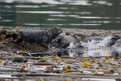 Harbour Seals 3.jpg