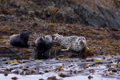 Harbour-Seals.jpg