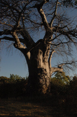 Baobab tree.jpg