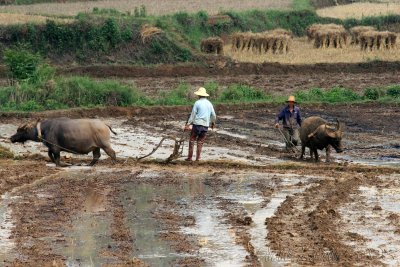 Hard work in rice fields