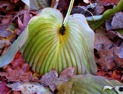 Coeur de feuille