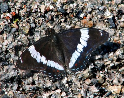 papillon noir