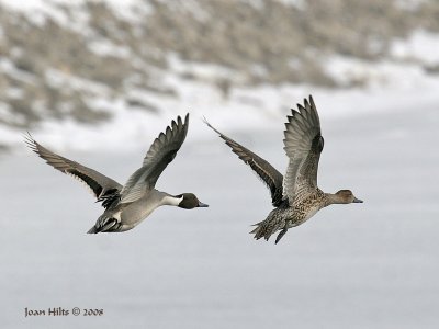 Northern Pintail 07
