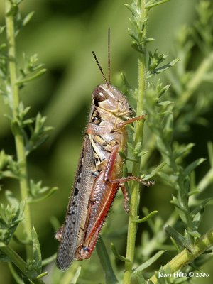 Red-legged Locust 03