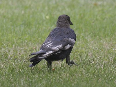 American Crow (Leucistic) 06
