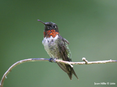 Ruby-throated Hummingbird 07