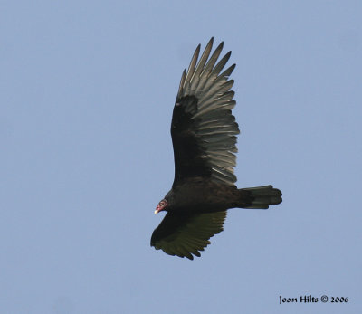 Turkey Vulture 04