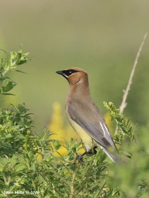Cedar Waxwing 04