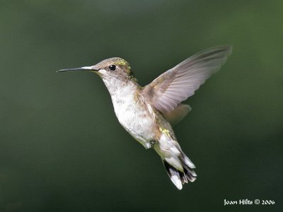 Ruby-throated Hummingbird 08
