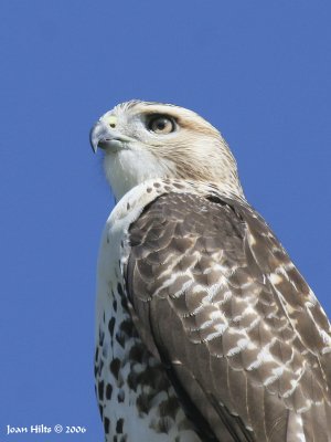 Red-tailed Hawk 09