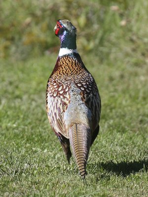 Ringneck Pheasant 06