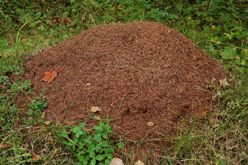 Wood Ant Mound