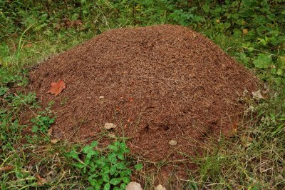 Wood Ant Mound