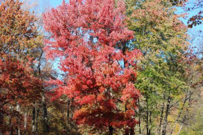 ir-DSC_0158.jpg