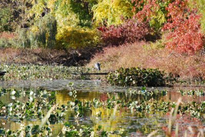 ir-DSC_0163.jpg