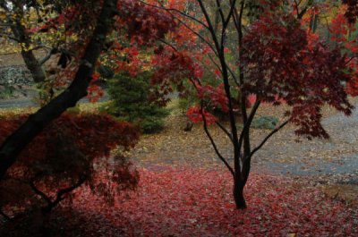 Red Trees out front and New Office setup