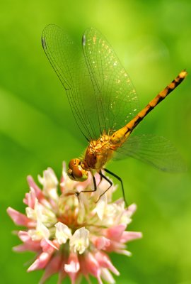 Obliqueing Meadowhawk