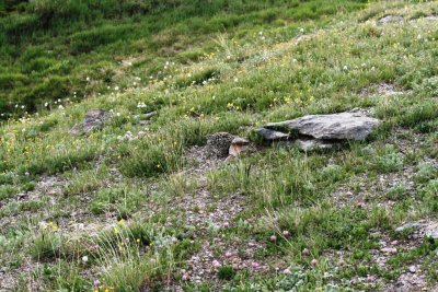 Can you spot the ptarmigan?