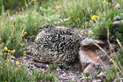 Ptarmigan close-up