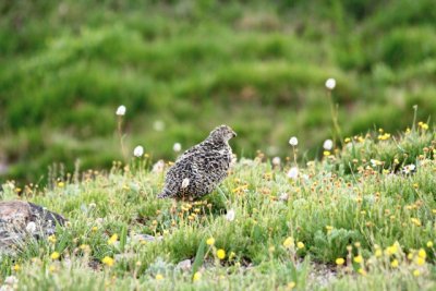 Ptarmigan foraging