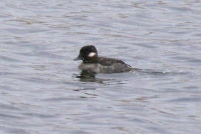 Bufflehead (female)