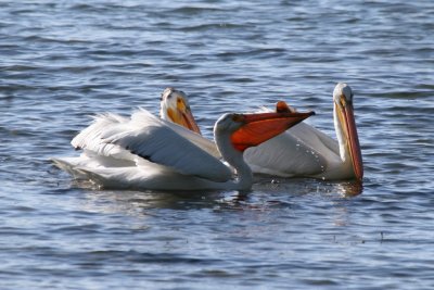 American White Pelican