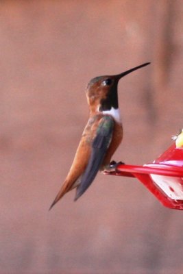 Rufous Hummingbird  (ad male)