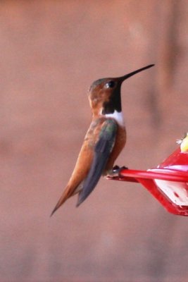 Rufous Hummingbird (ad male)