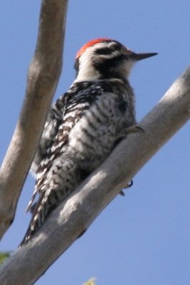 Ladder-backed Woodpecker (adult male)