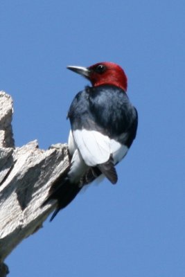 Red-headed Woodpecker (adult)