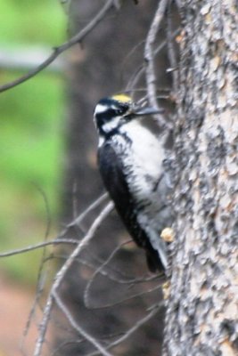 American Three-toed Woodpecker (male)