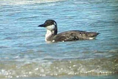 Common Murre